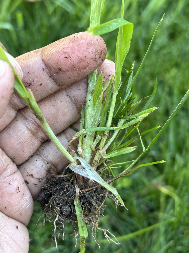 Bare Spots Give Weeds More Room To Move In