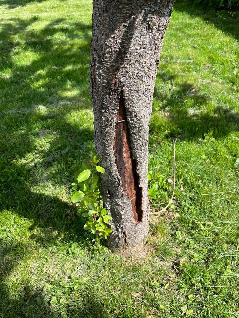 Bark Cracking On The Sunny Side Bark Cracking On The Sunny Side