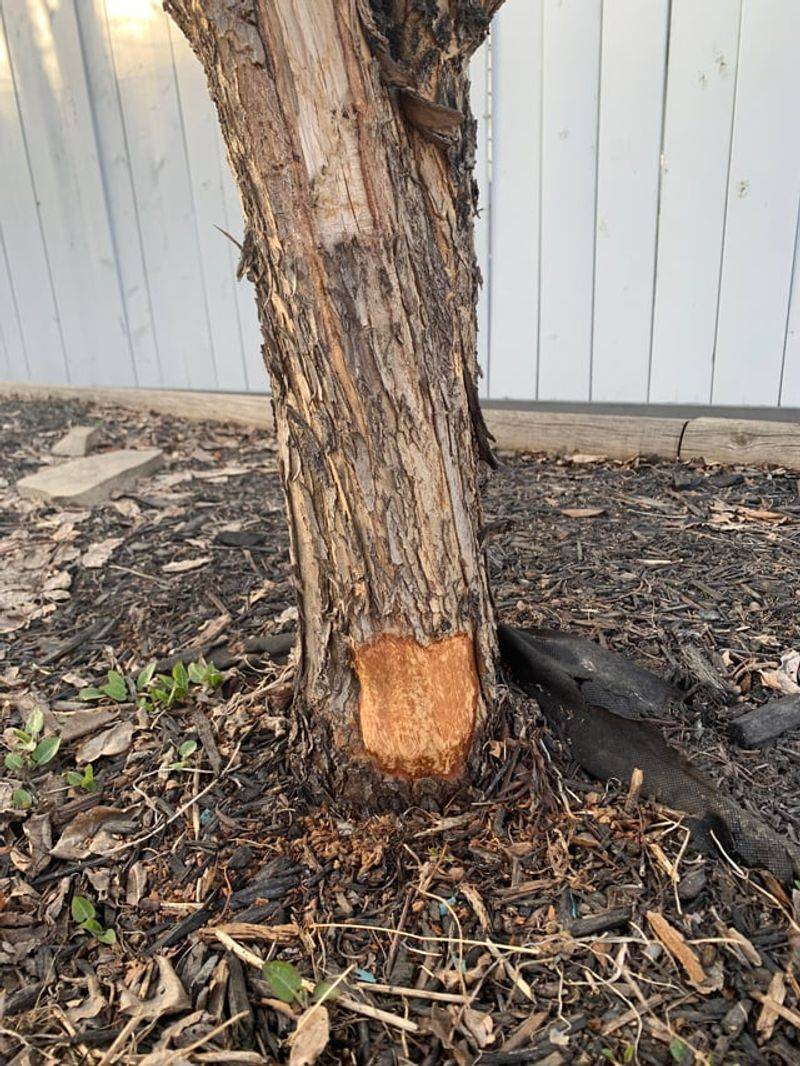 Bark Damage Circles The Base Of Young Trees Bark Damage Circles The Base Of Young Trees