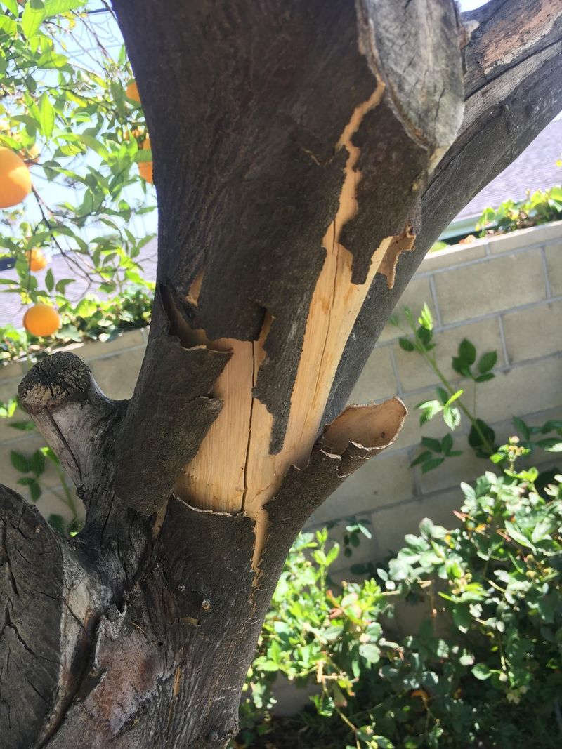 Bark Damage Hiding Until The Tree Starts Peeling