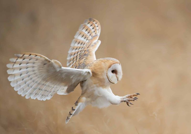 Barn Owls Hunt Pack Rats After Dark Barn Owls Hunt Pack Rats After Dark