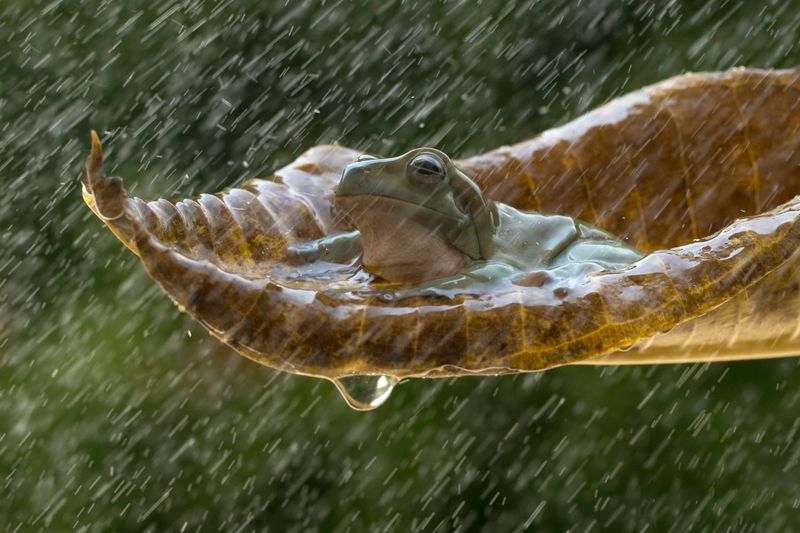 Barometric Pressure Changes Trigger Frog Movement