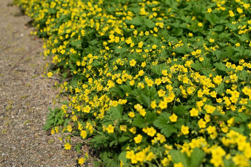 Barren Strawberry Holds A Tough Slope Barren Strawberry Holds A Tough Slope
