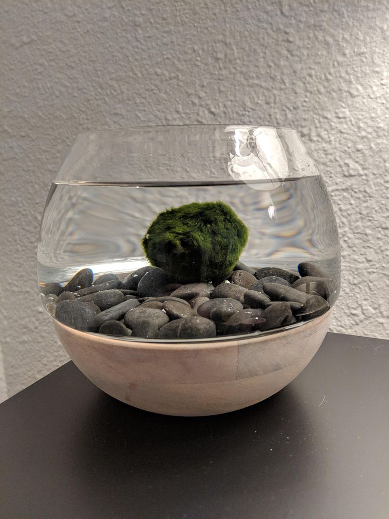 Basic Water, Light, And Temperature Needs