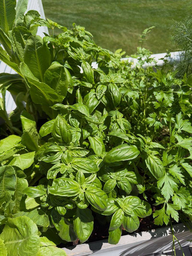 Basil