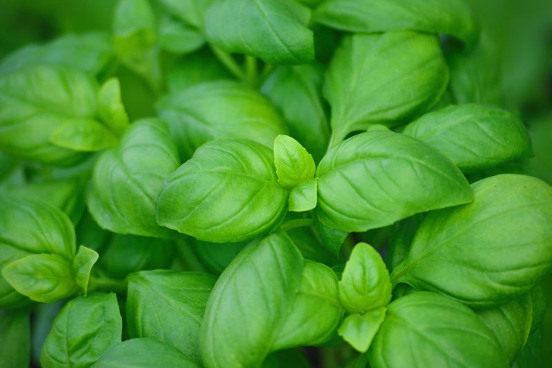 Basil