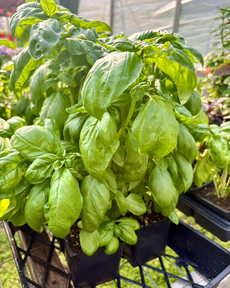 Basil Basil