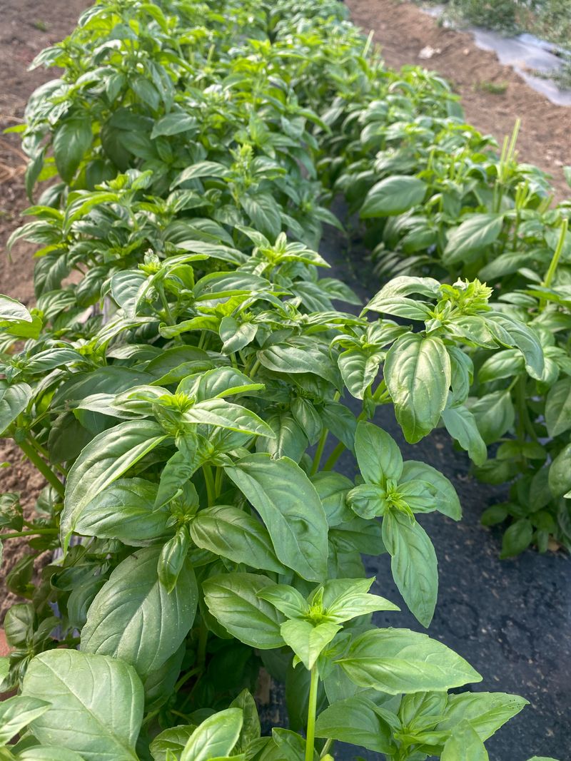Basil