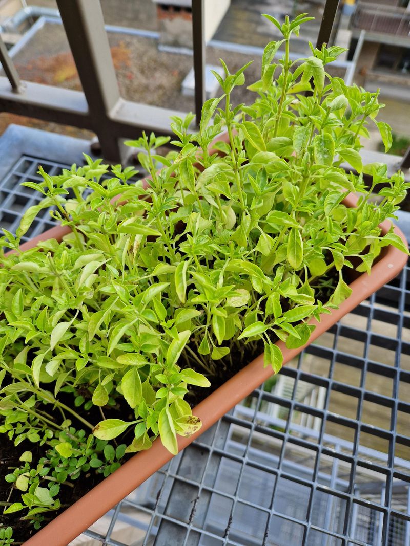 Basil Basil