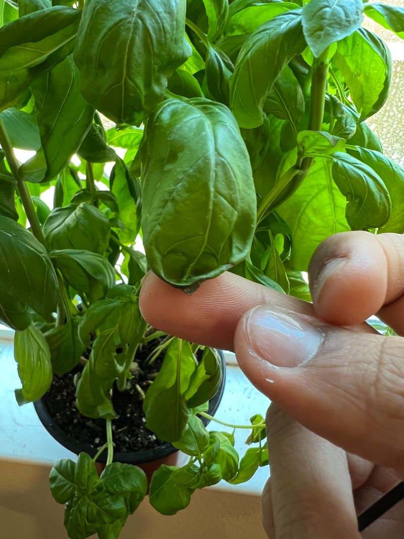 Basil Appears On Snake Lists For The Wrong Reasons Basil Appears On Snake Lists For The Wrong Reasons