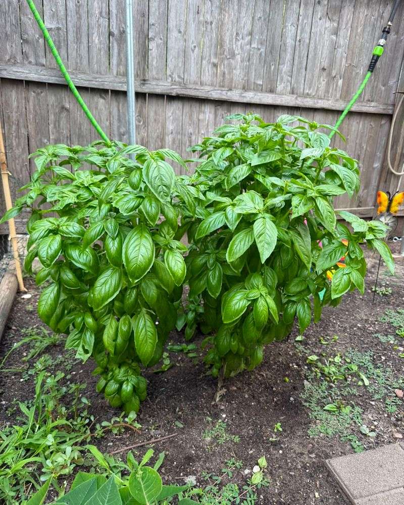 Basil Can Use Afternoon Relief Basil Can Use Afternoon Relief