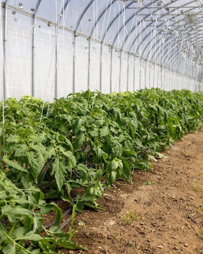 Basil Creates Living Mulch Around Tomato Plants Basil Creates Living Mulch Around Tomato Plants