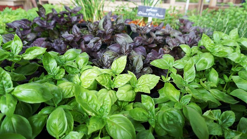 Basil Loves August Heat While Loading Up On Fragrant Leaves Basil Loves August Heat While Loading Up On Fragrant Leaves