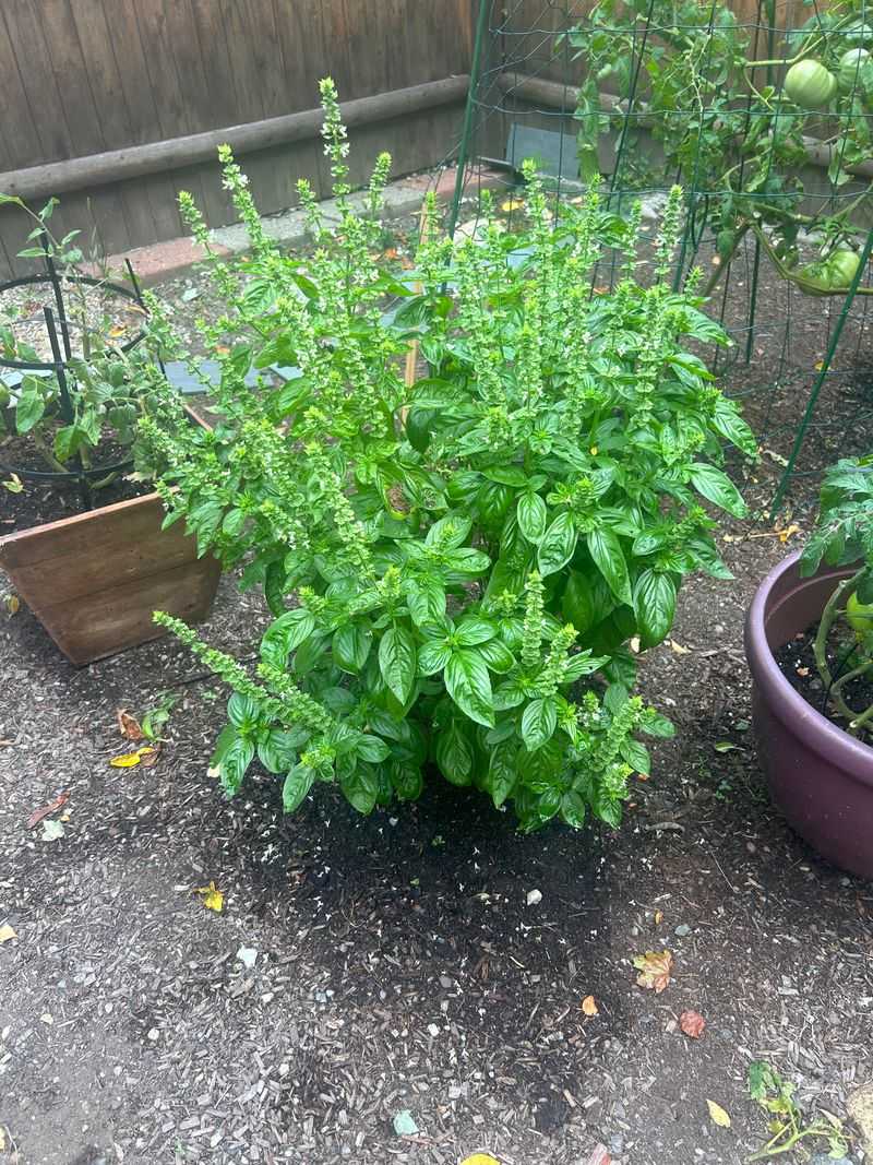 Basil Makes Doorways Smell Less Inviting Basil Makes Doorways Smell Less Inviting