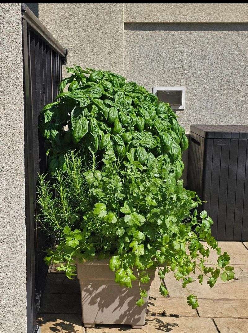 Basil Spots Fast In Warm Humidity Basil Spots Fast In Warm Humidity