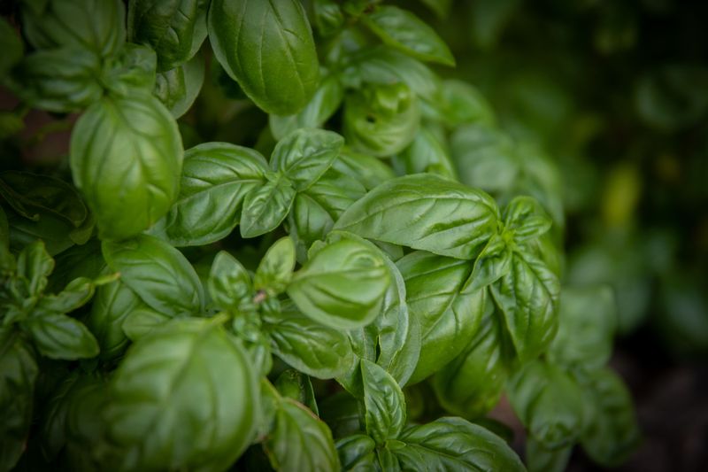 Basil: The Herb That Naturally Repels Flies