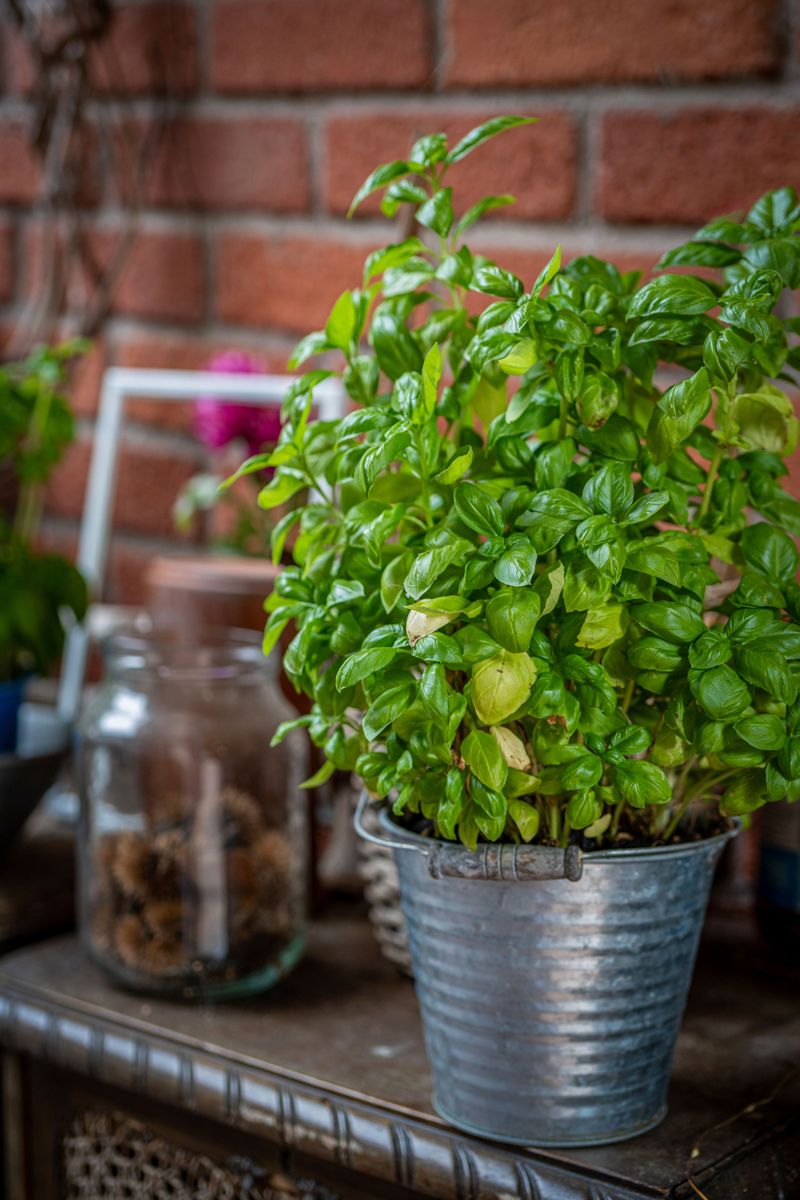 Basil