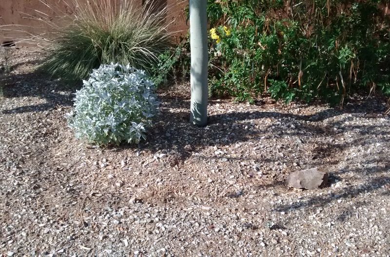 Basins Hold Water Where Roots Can Reach It