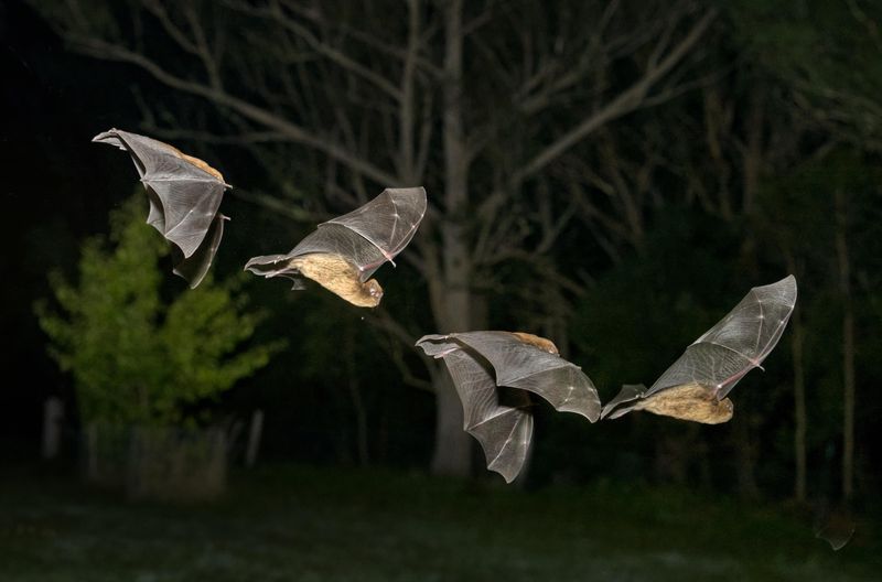 Bats Should Never Be Handled Like Backyard Pests Bats Should Never Be Handled Like Backyard Pests