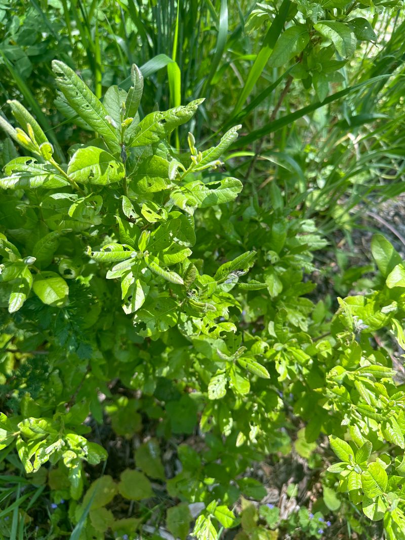 Bayberry Thrives In Tough Front Yard Conditions Bayberry Thrives In Tough Front Yard Conditions