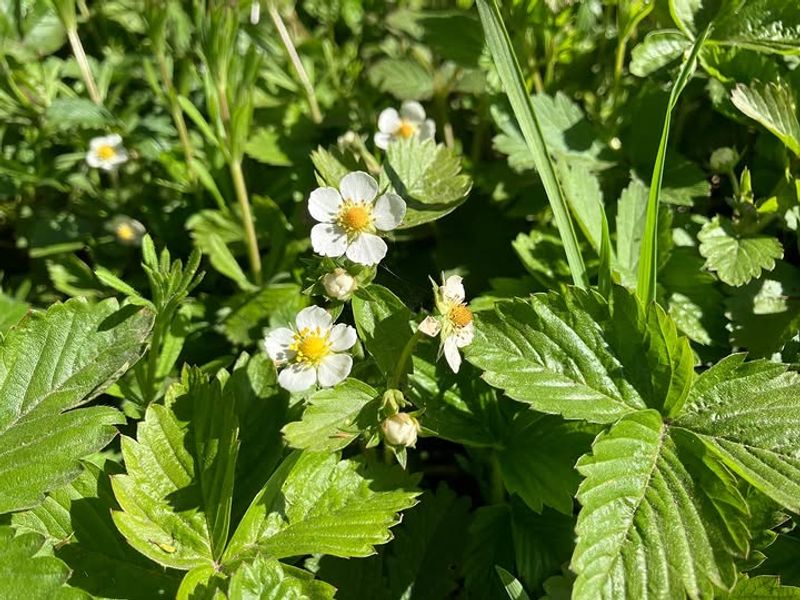 Beach Strawberry Spreading Across Sunny Paths Beach Strawberry Spreading Across Sunny Paths