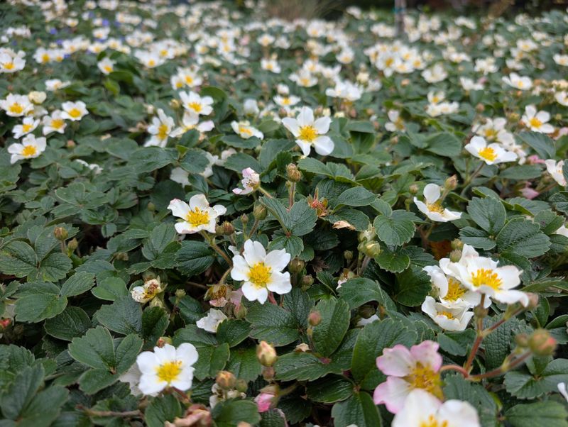 Beach Strawberry Works In Sunnier Paver Gaps