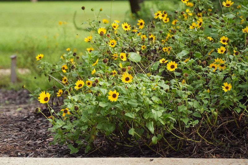Beach Sunflower Covers Hot Sandy Ground Fast Beach Sunflower Covers Hot Sandy Ground Fast