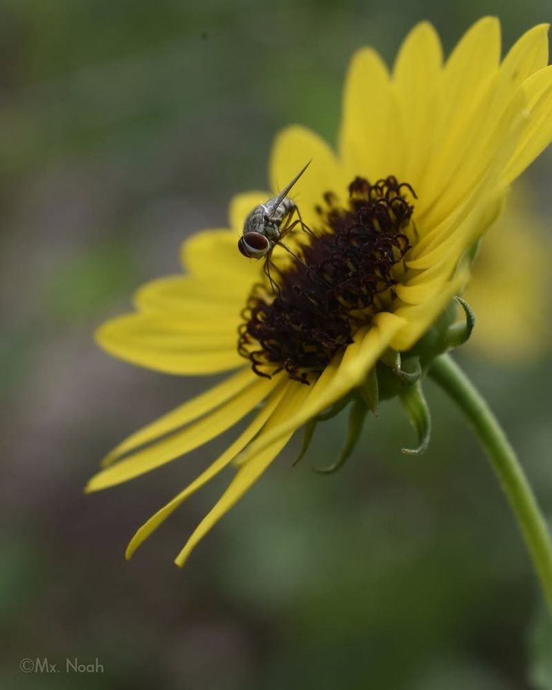 Beach Sunflower Pulls Hungry Hunters Toward The Turf Beach Sunflower Pulls Hungry Hunters Toward The Turf