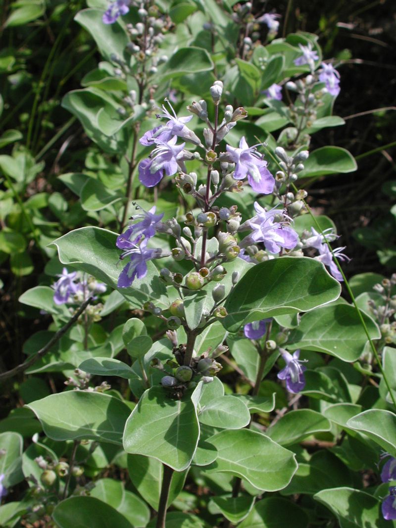 Beach Vitex Shows How Quickly Legal Status Can Flip