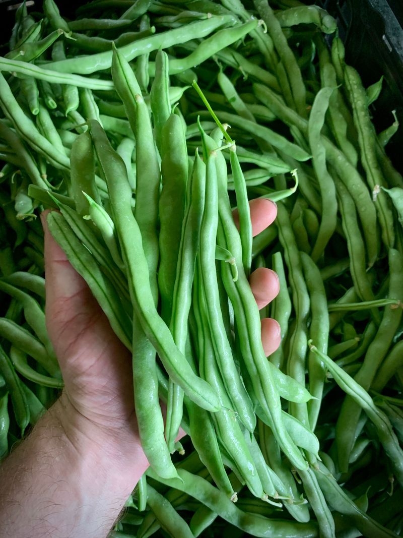Beans Keep Producing With Regular Picking Beans Keep Producing With Regular Picking