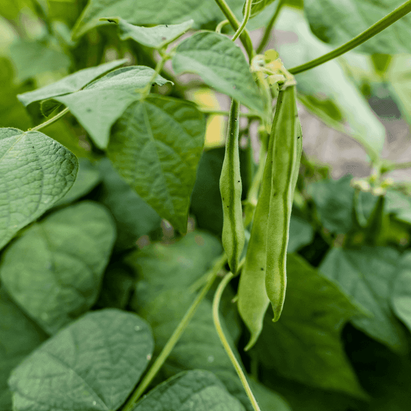 Beans
