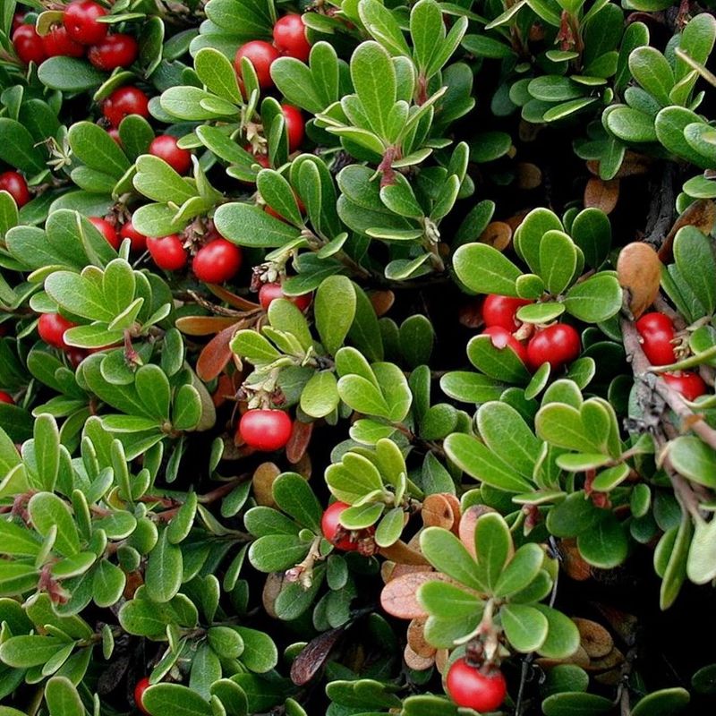 Bearberry Covers Dry Sandy Slopes Bearberry Covers Dry Sandy Slopes