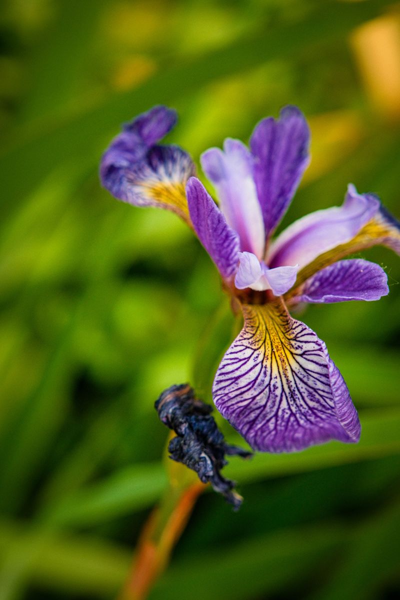 Bearded Iris