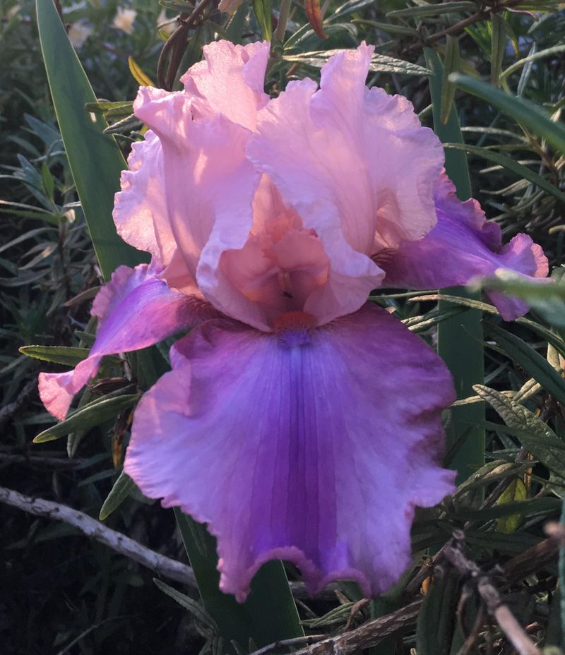 Bearded Iris Bearded Iris