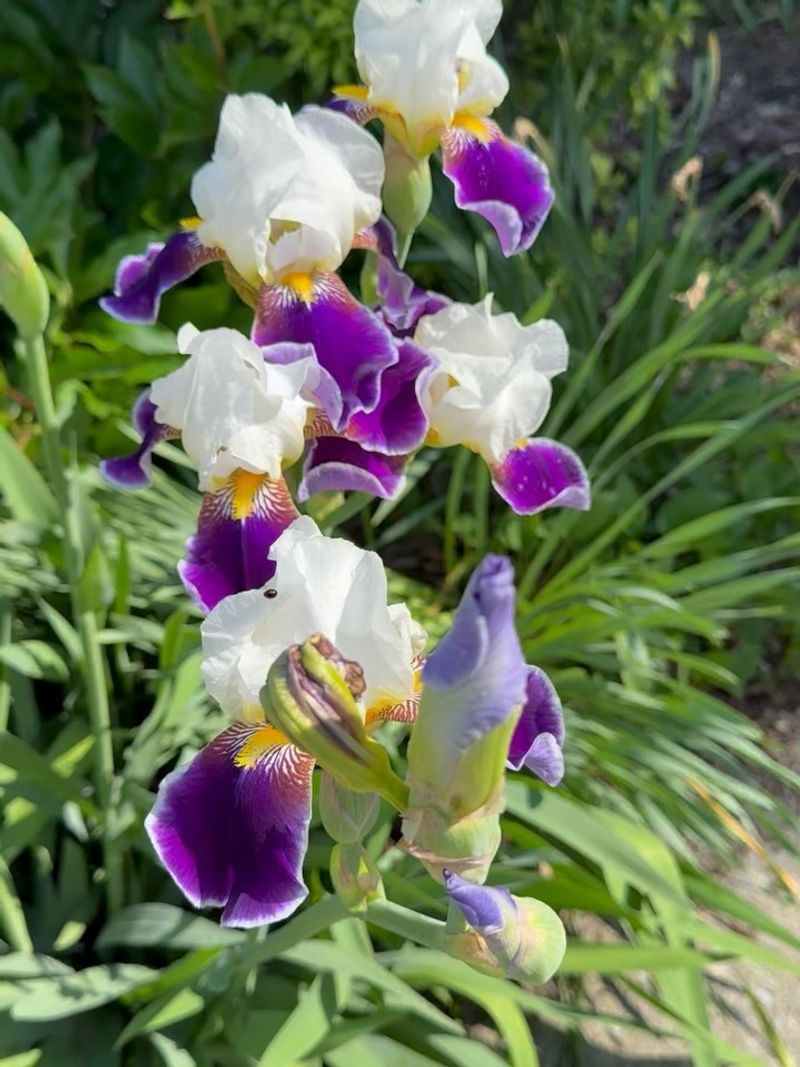 Bearded Iris