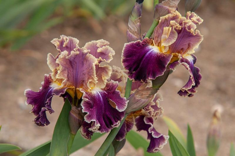 Bearded Iris Bearded Iris