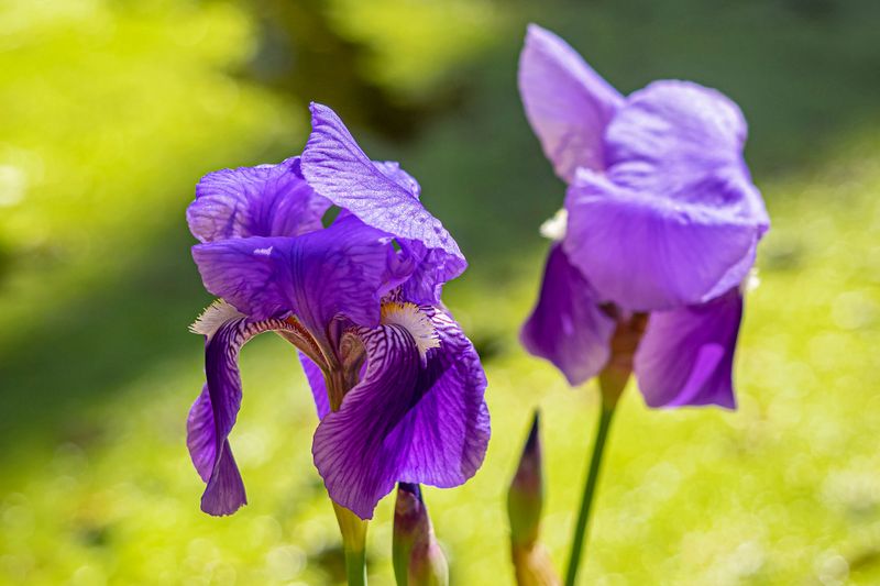 Bearded Iris Bearded Iris