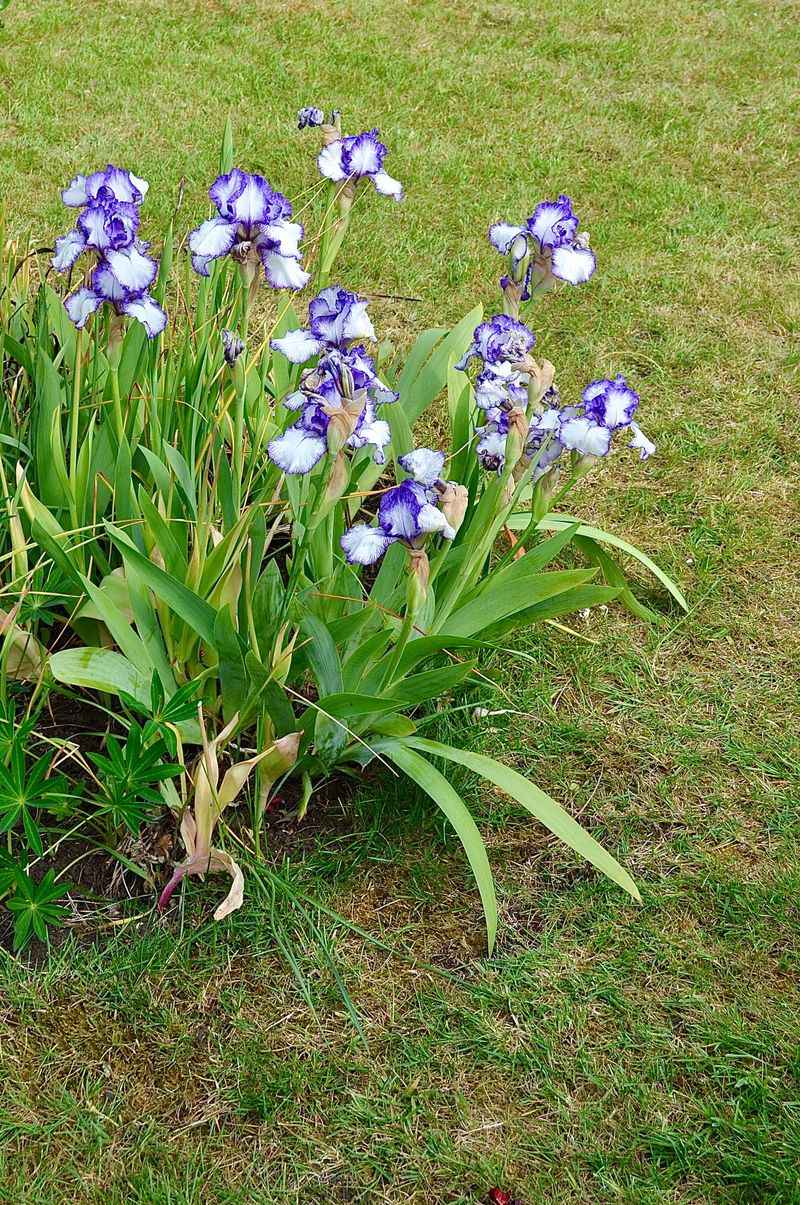 Bearded Irises Require Cutting To Prevent Rot