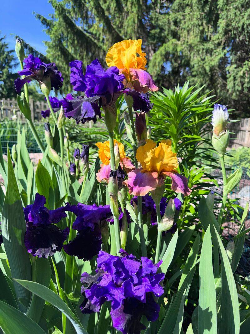 Bearded Irises Return With Bold Color Bearded Irises Return With Bold Color