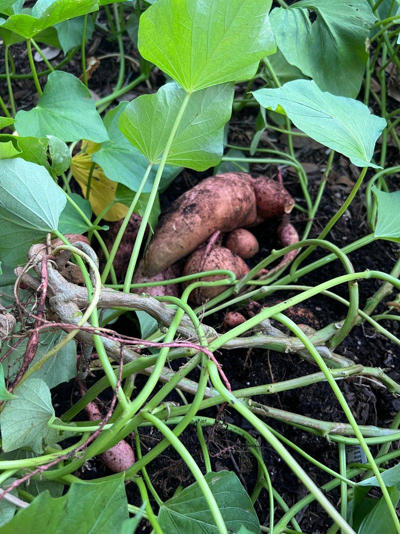 Beauregard Sweet Potatoes Thrive In Florida Gardens Beauregard Sweet Potatoes Thrive In Florida Gardens