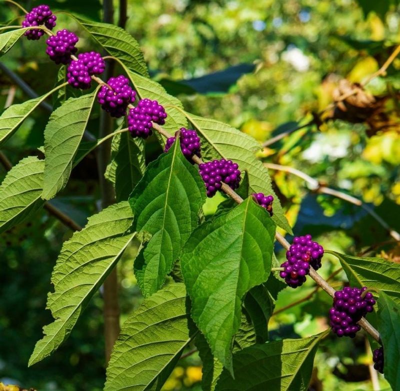 Beautyberry Loads Its Stems With Purple Fruit In Late Summer Beautyberry Loads Its Stems With Purple Fruit In Late Summer
