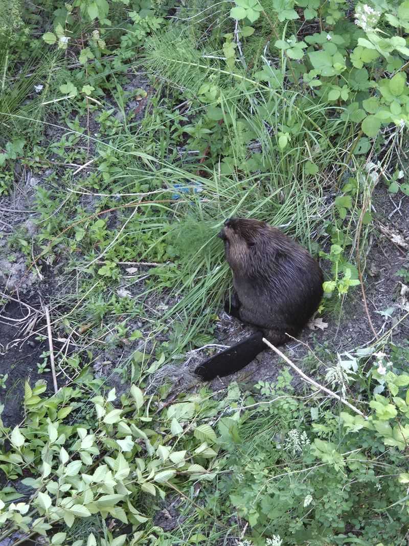 Beavers Bring Their Own Wildlife Regulations Beavers Bring Their Own Wildlife Regulations