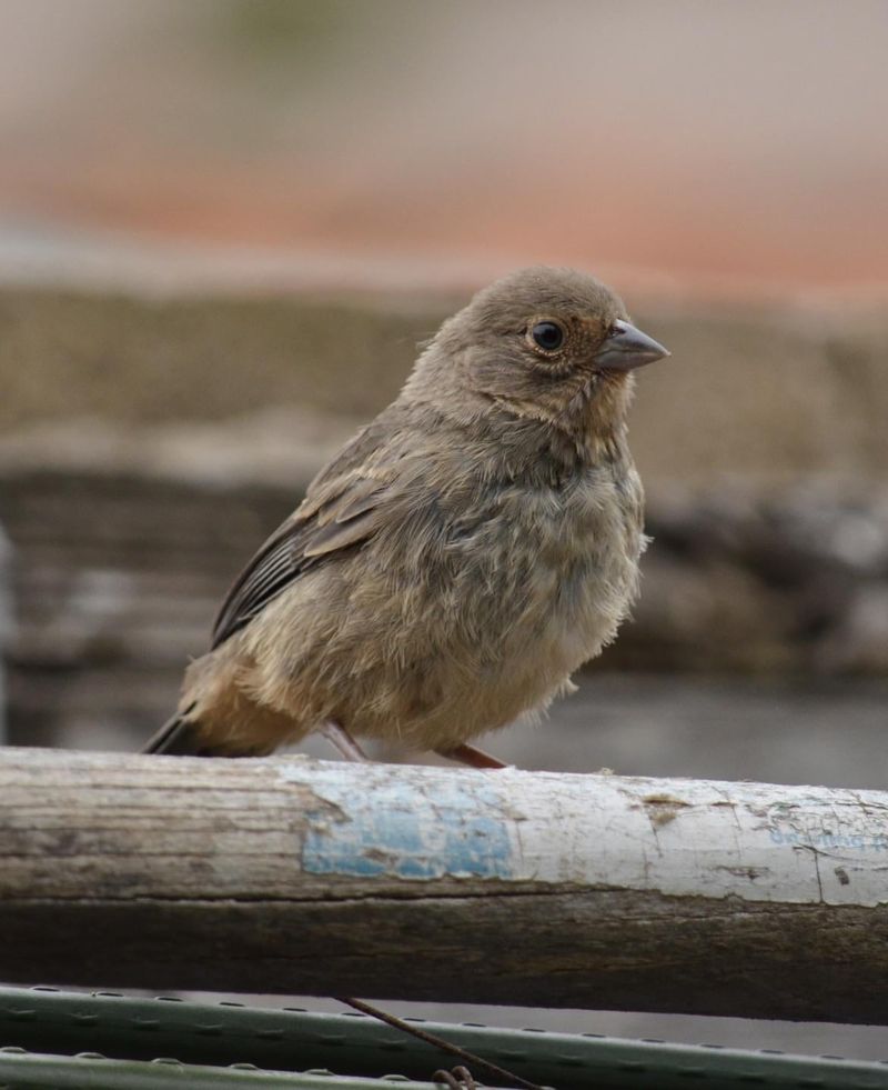 Beds With Bugs And Seeds Attract More Digging