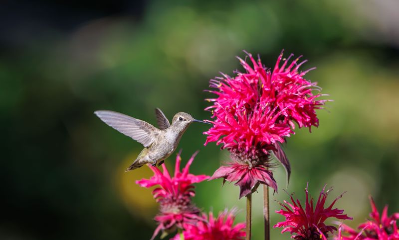 Bee Balm