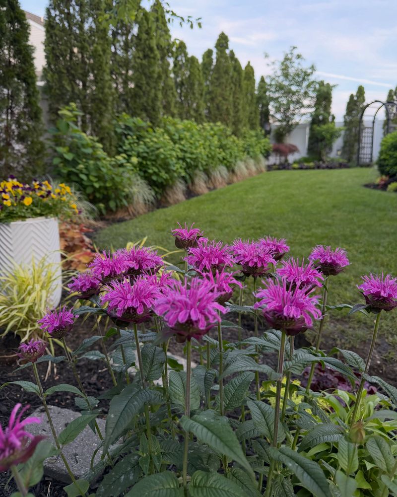 Bee Balm Builds Its Root System Ahead Of Fall Bee Balm Builds Its Root System Ahead Of Fall