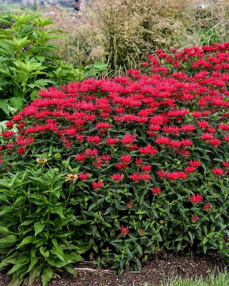 Bee Balm Faces Less Stress After The Heat Breaks Bee Balm Faces Less Stress After The Heat Breaks