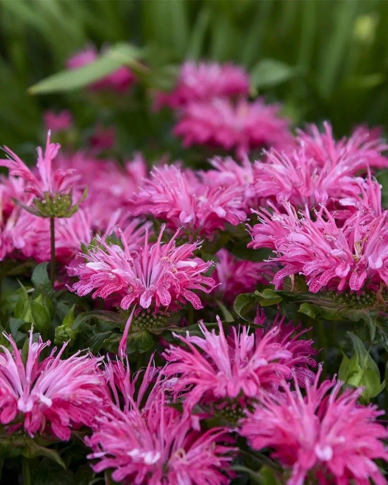 Bee Balm (Monarda)