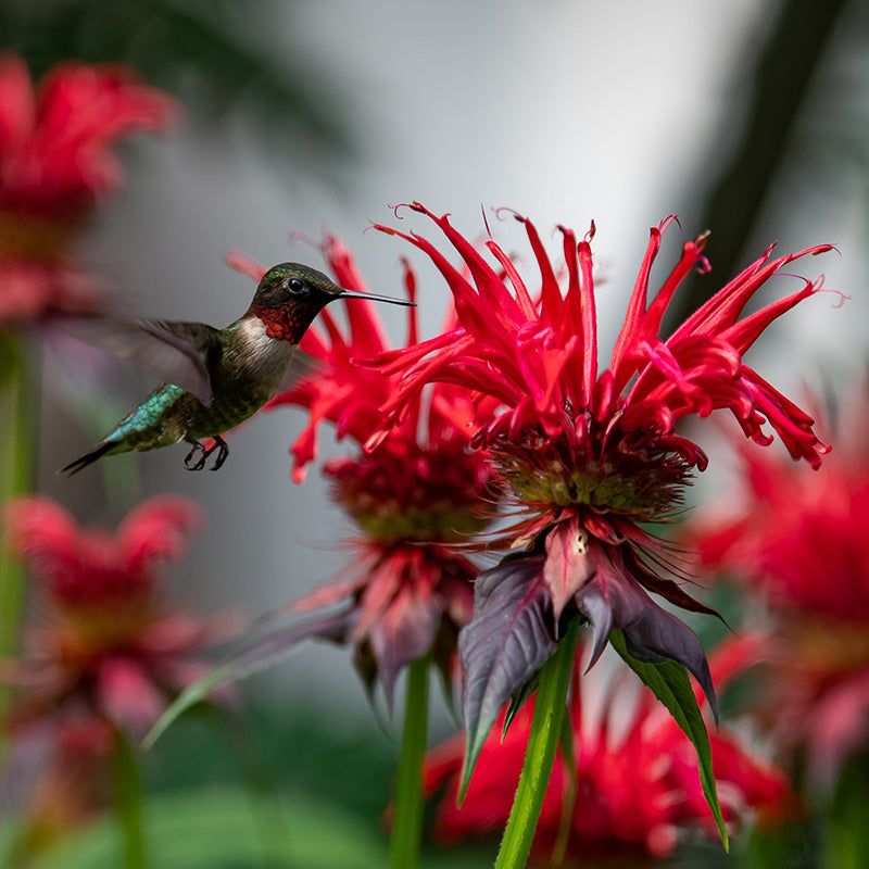 Bee Balm Perfumes The Yard And Calls In Hummingbirds