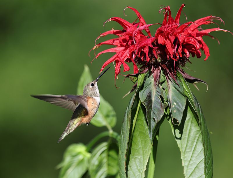 Bee Balm Bee Balm