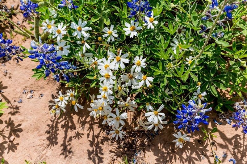 Bees And Butterflies Visit The Blooms Often